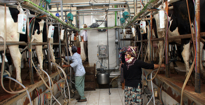 Bakanlık’tan süt üreticisine müjde
